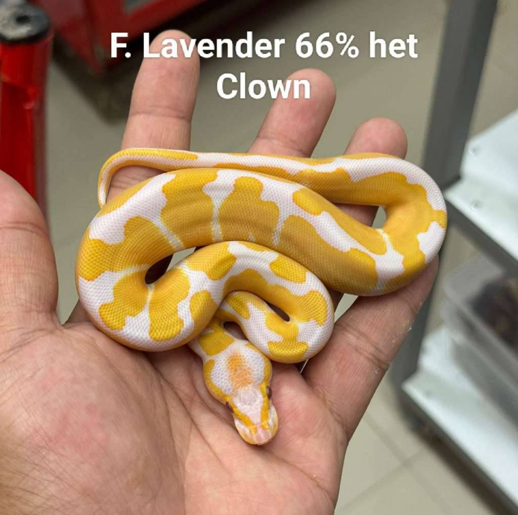 f-lavender-66-het-clown-FOT0827JK5