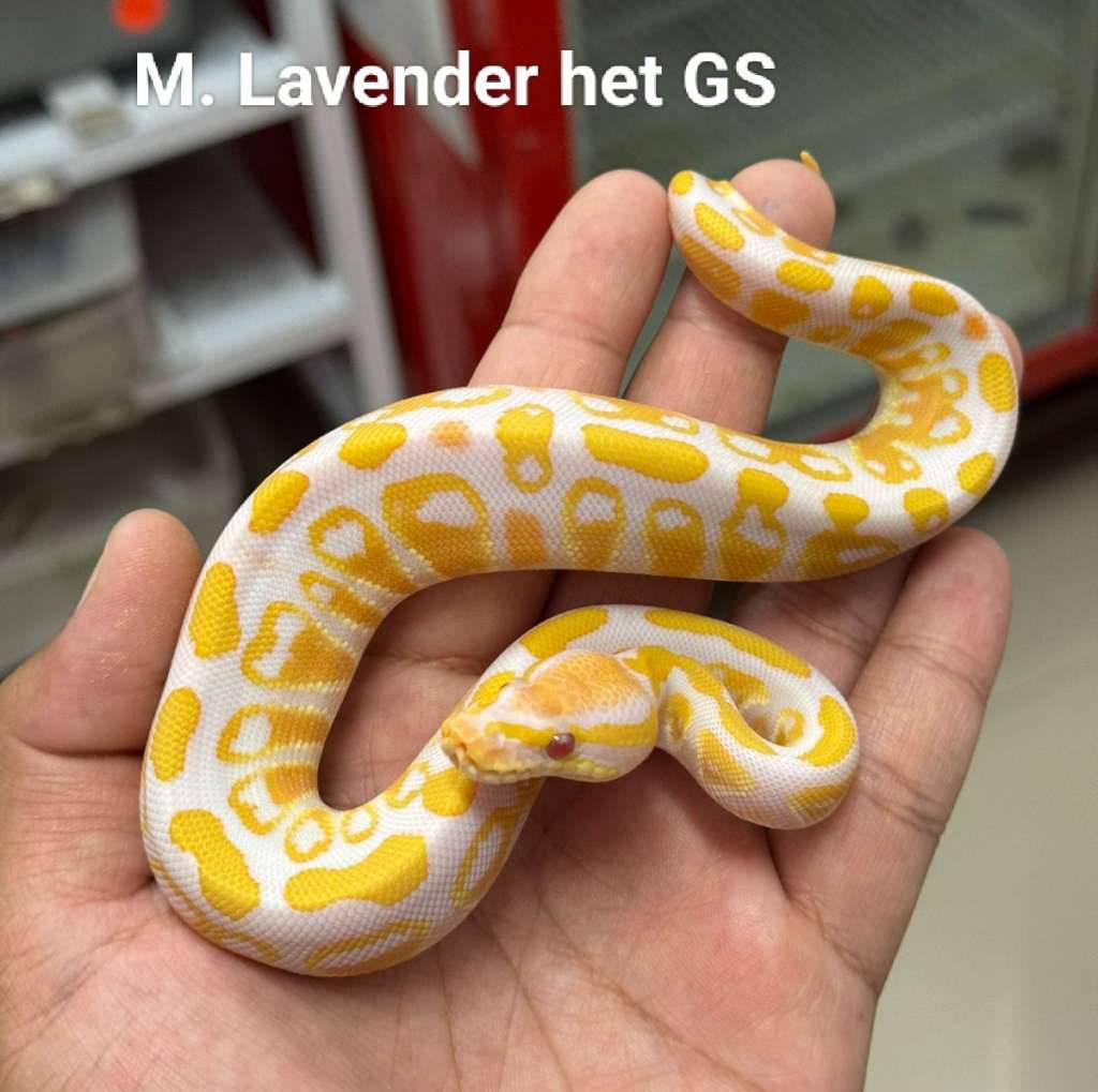 m-lavender-het-genetic-stripe-BFSMIA1DIR