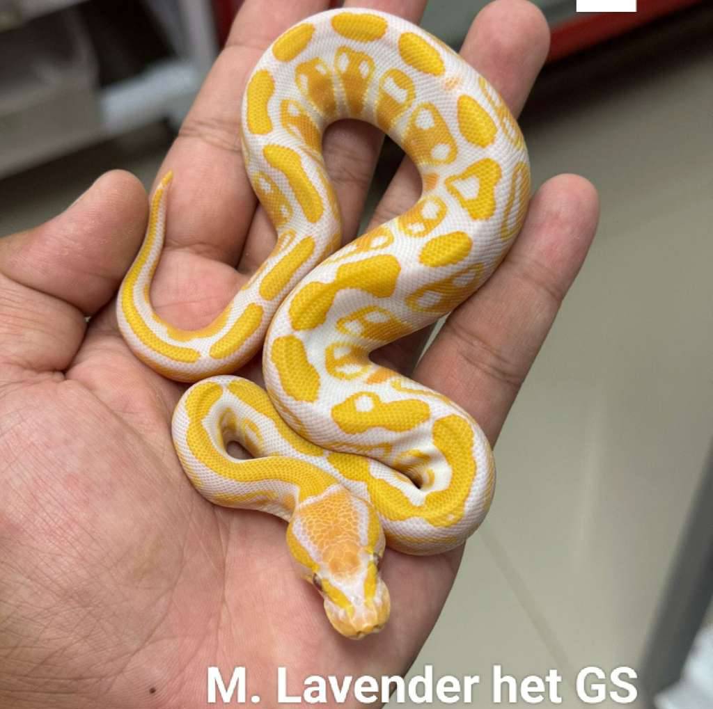 m-lavender-het-genetic-stripe-8WWTI9XJY8