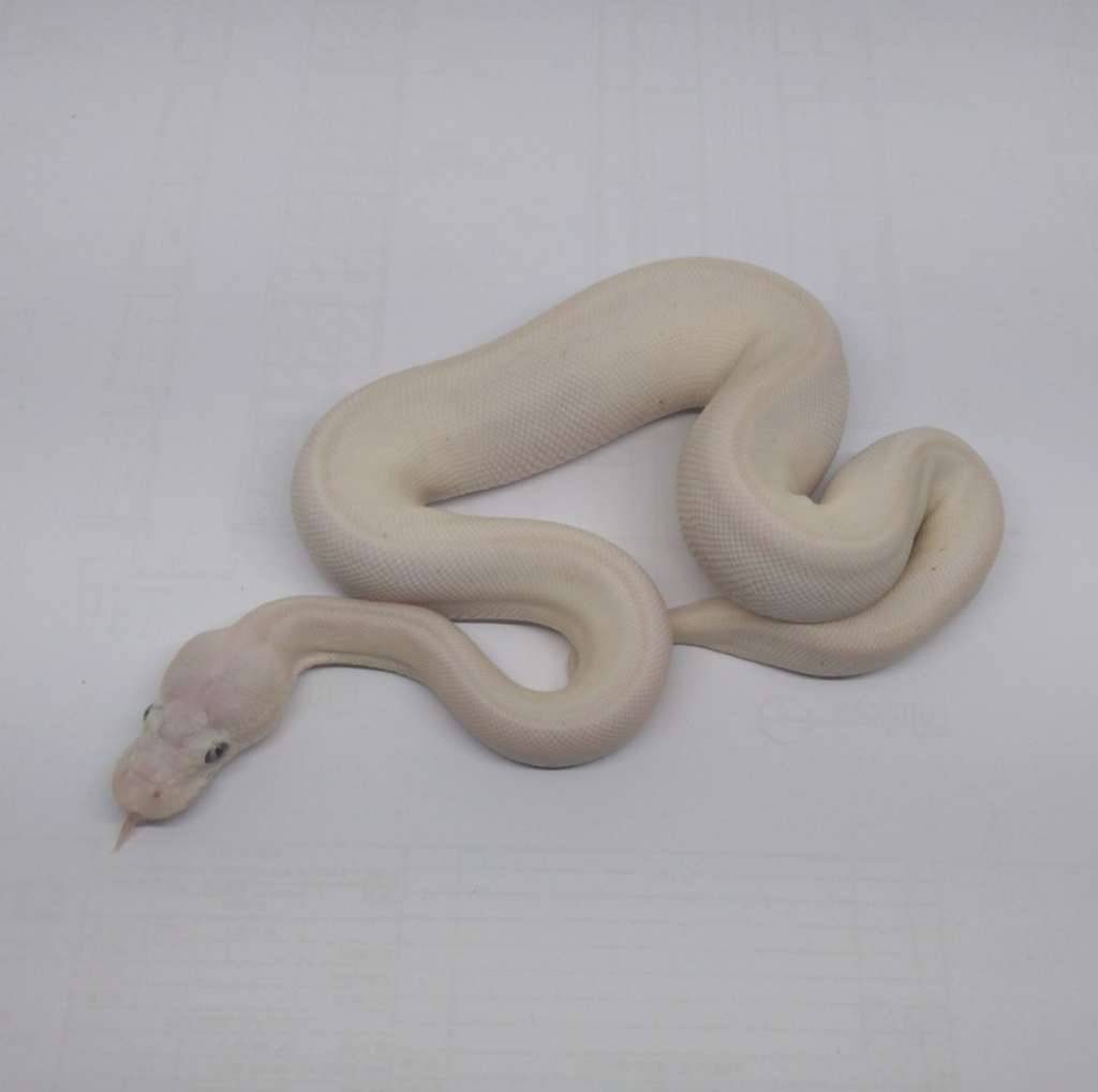 female-lucy-D8XHEHGDV7