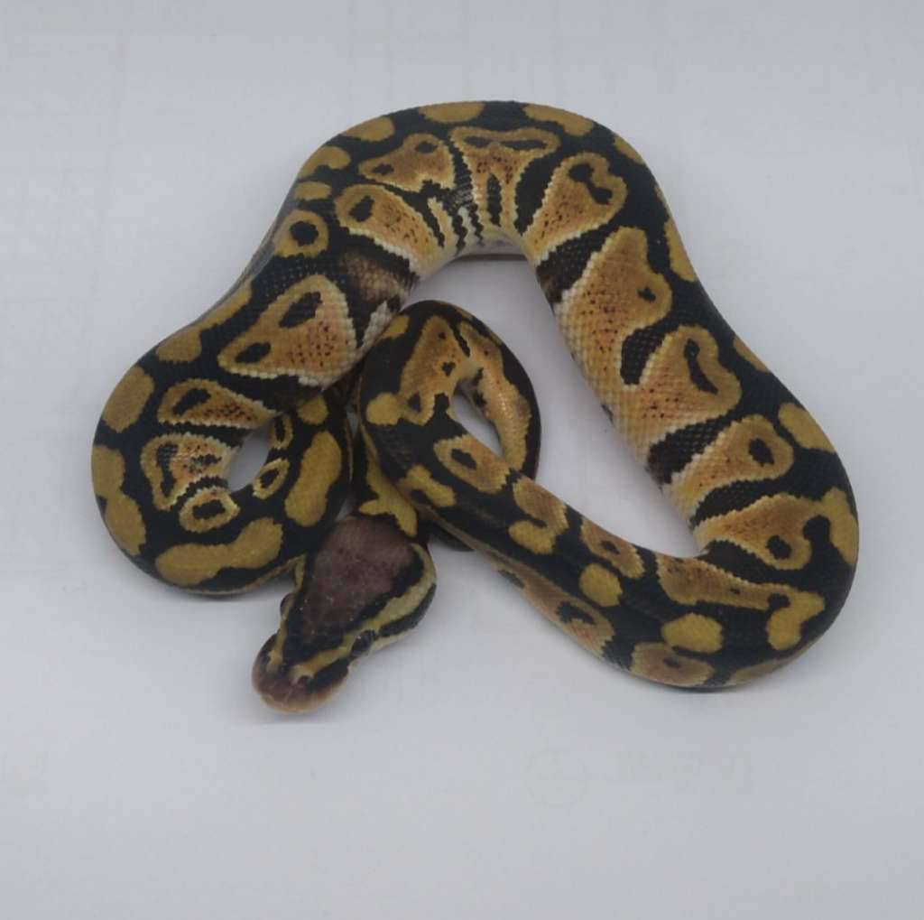 pastel-66-ph-dg-clown-lavender-0Y69U3TMKQ