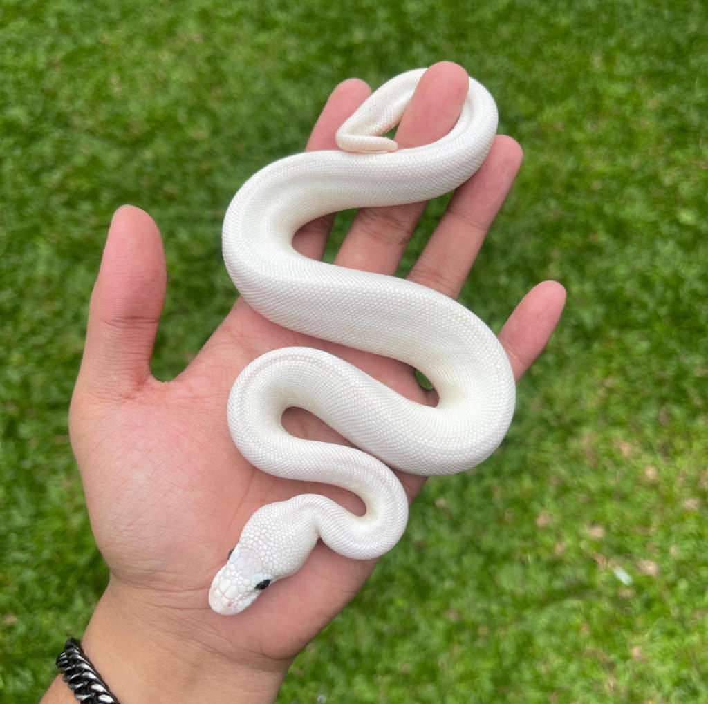 lucy-blue-eyed-super-white-VFLY5D2XIO