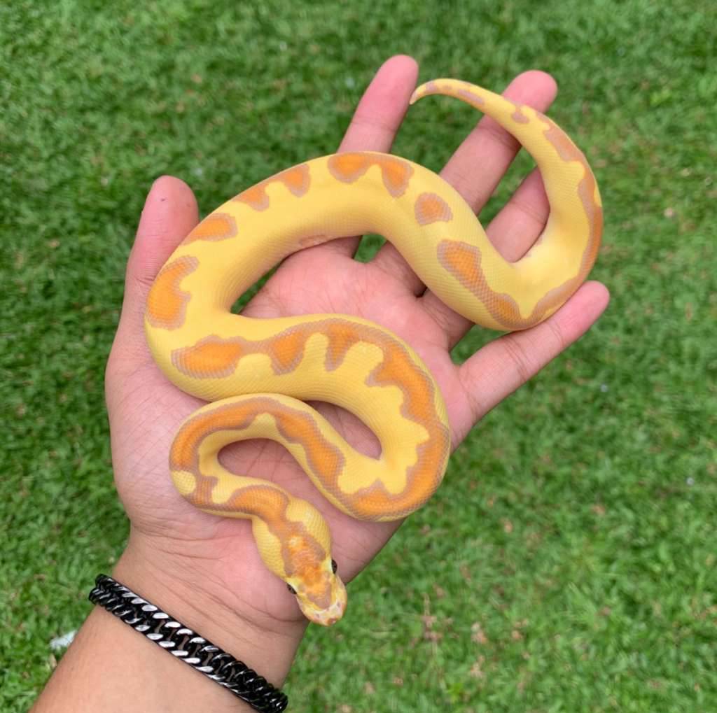 banana-enchi-clown-hi-contrast-2JAJ5UIHSV