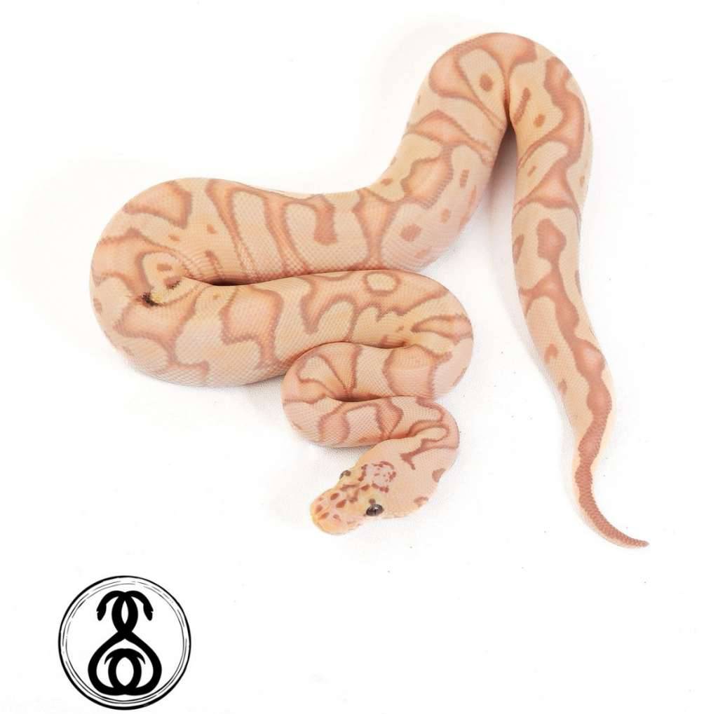 01-pastel-banana-enchi-clown-poss-stranger-G4YLQ8EG9S