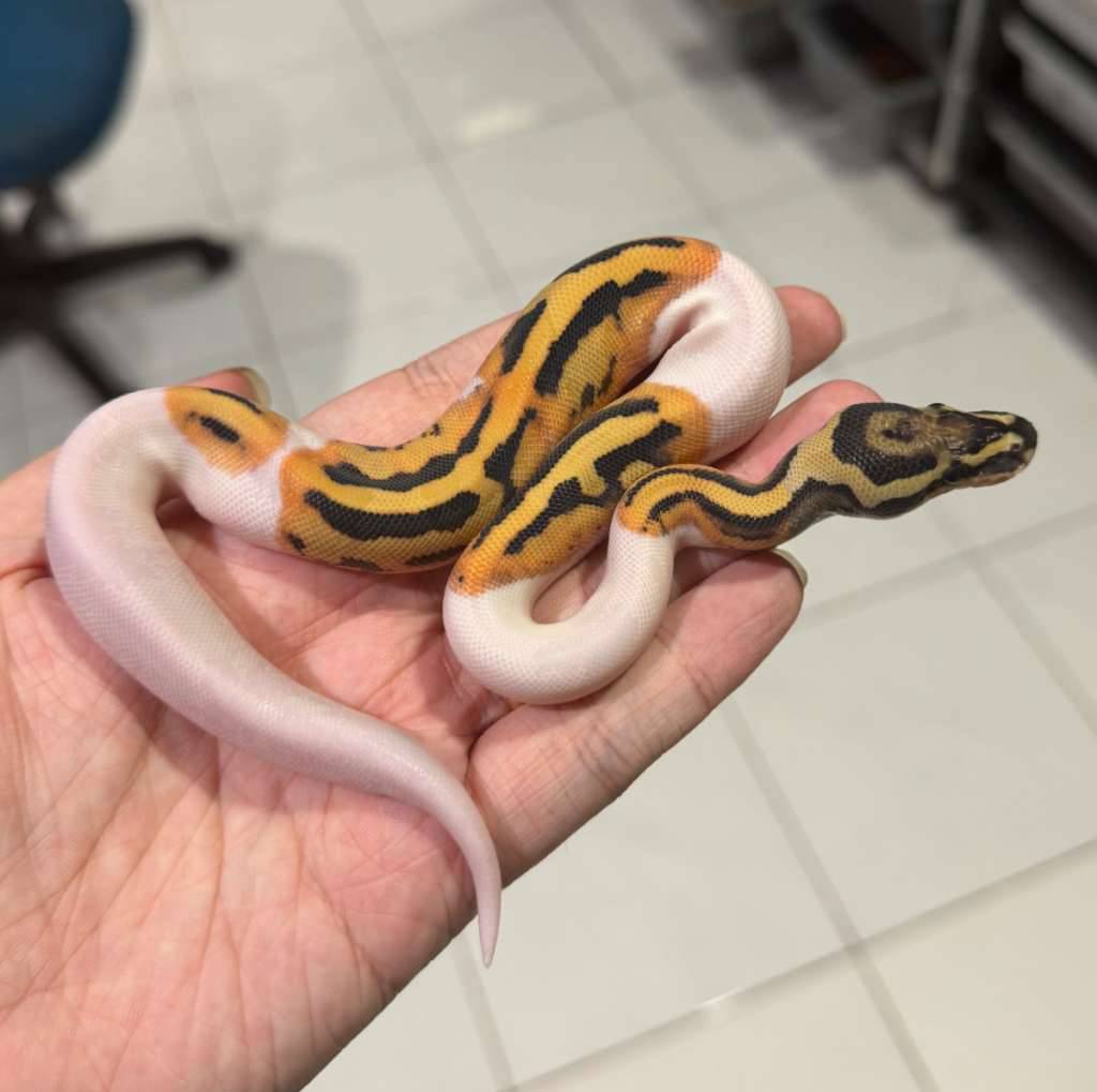 10-dg-pied-NPNWKBBLNR