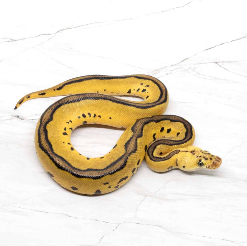 leopard-pastel-clown-WQ1E9HAP4O