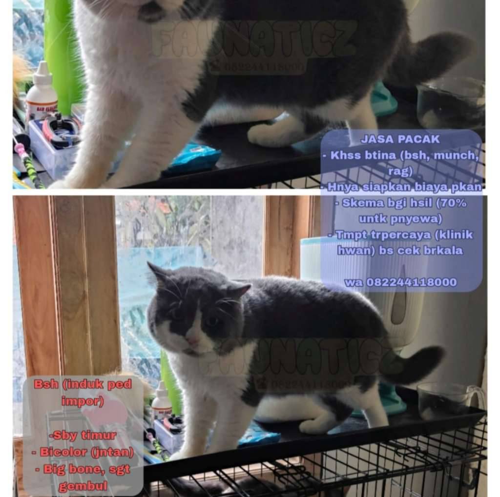 kucing-pacakkawin-bsh-line-ped-bicolor-YC5OG2EZPR