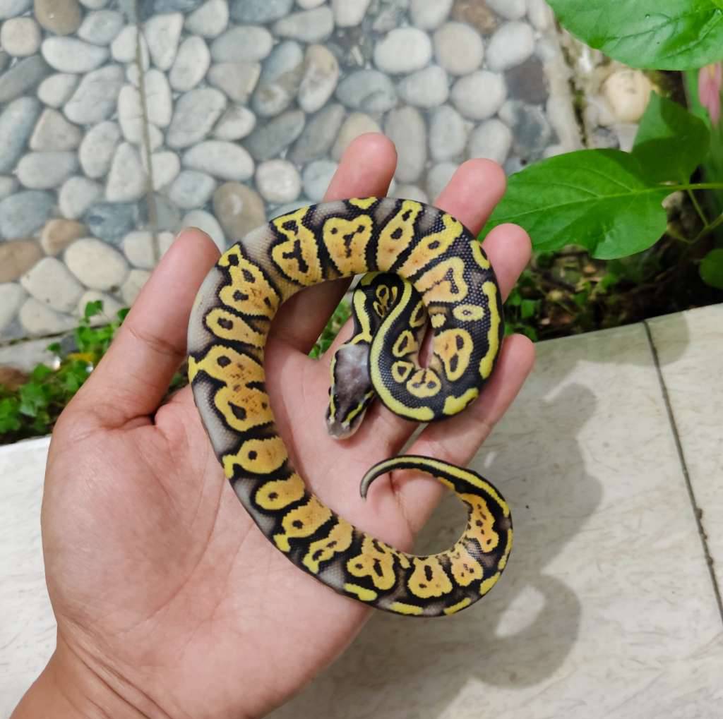 fire-pastel-AXQ19URHVE