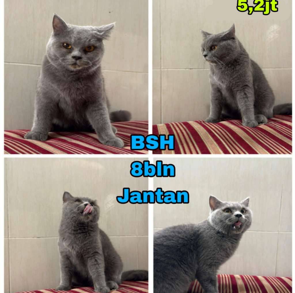 kucing-bsh-abuabu-wrna-favorit-9R4A68JKEB