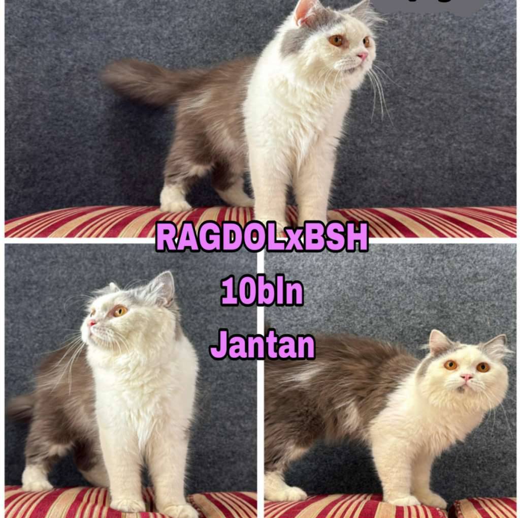 kucing-bsh-x-ragdoll-koleksi-pribadi-8A8SRKYHWY
