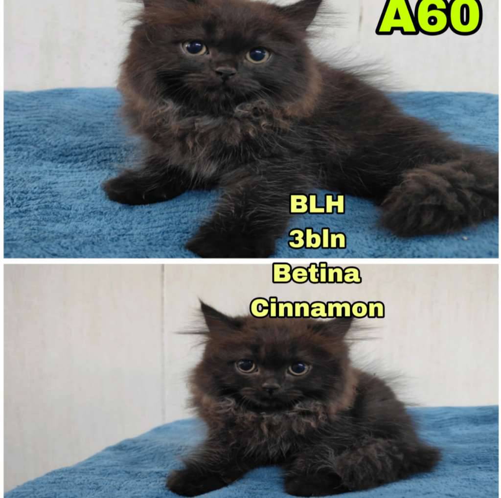kucing-blh-cinnamon-3CI3A7QCR7