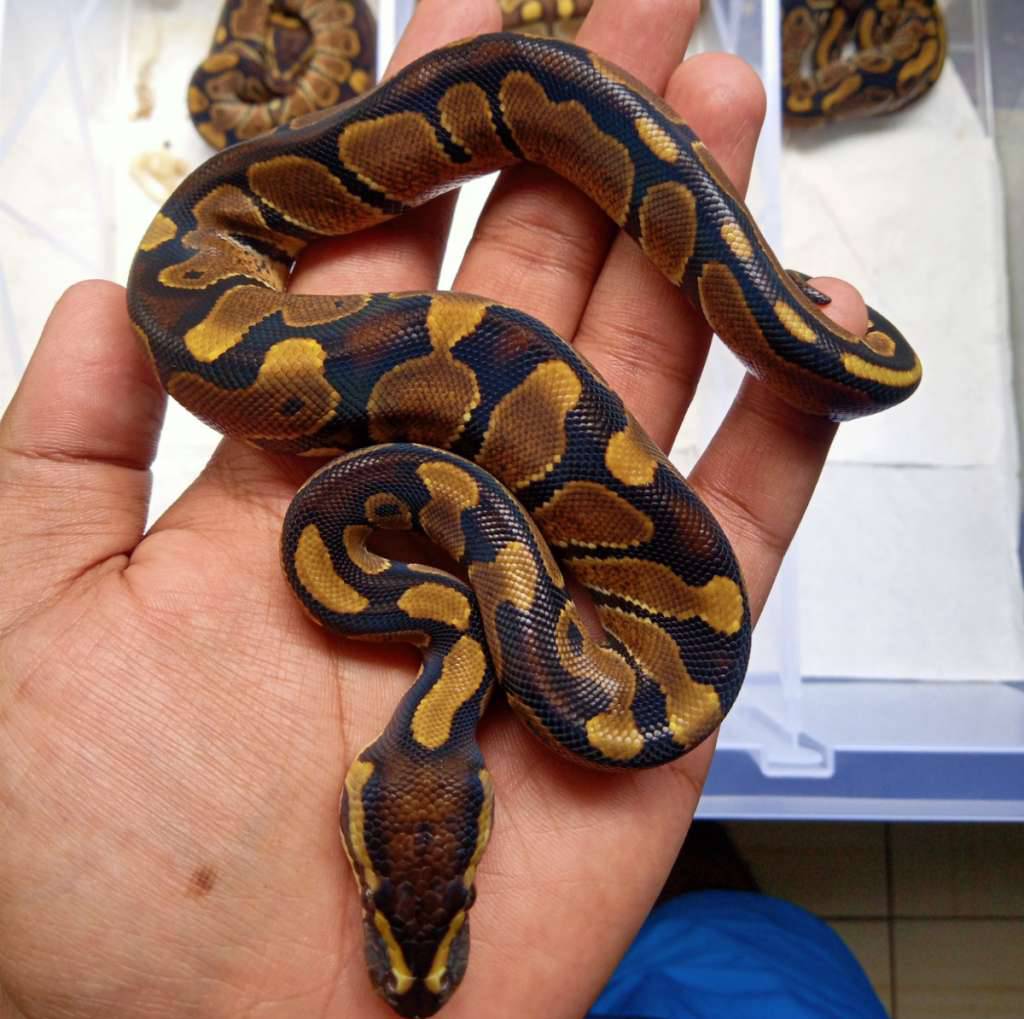 enchi-female-MFRY9BUDTK