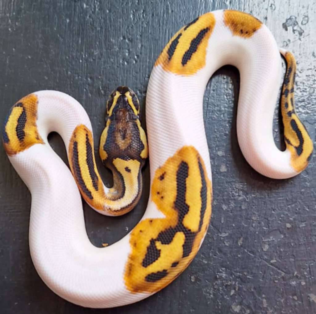 piebald-aka-pied-JLZHQ33ZDY