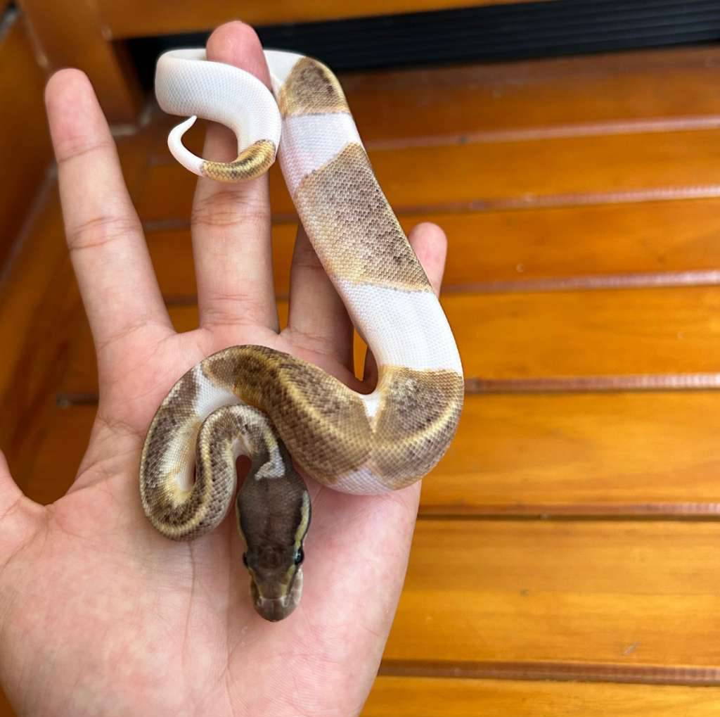 ball-python-pastel-mojave-pied-7NN4I7TOQC