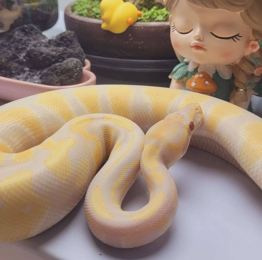 lavender-dghet-dg-OQPWPSNP3Y