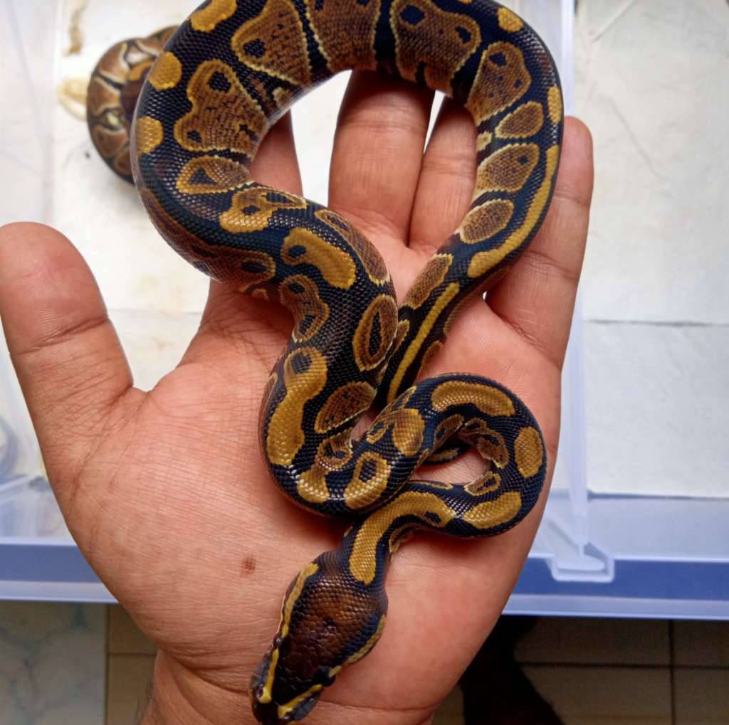 normal-wild-type-U1ZI4P6EZX