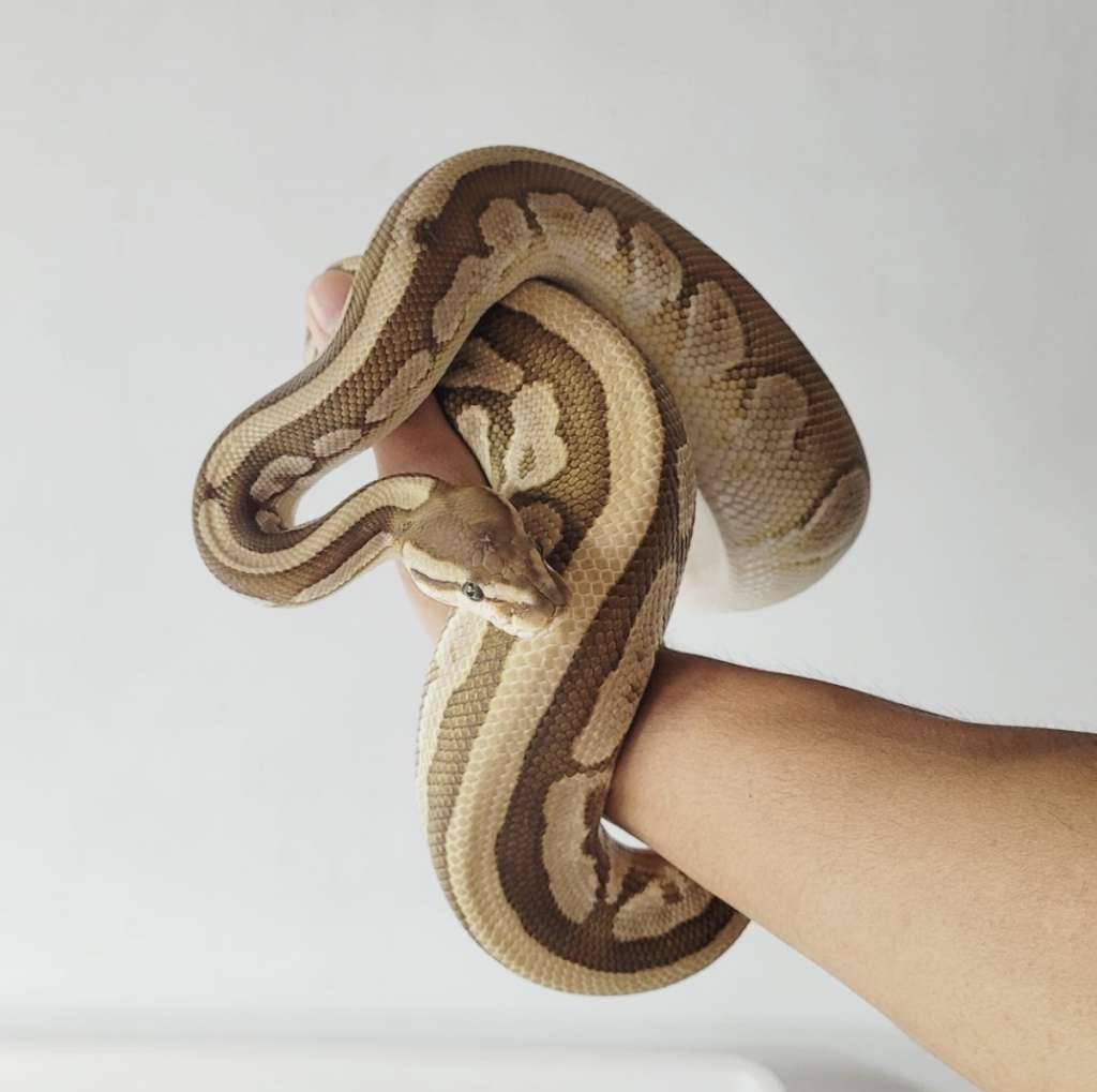 arroyo-lesser-2TOICJS5VC