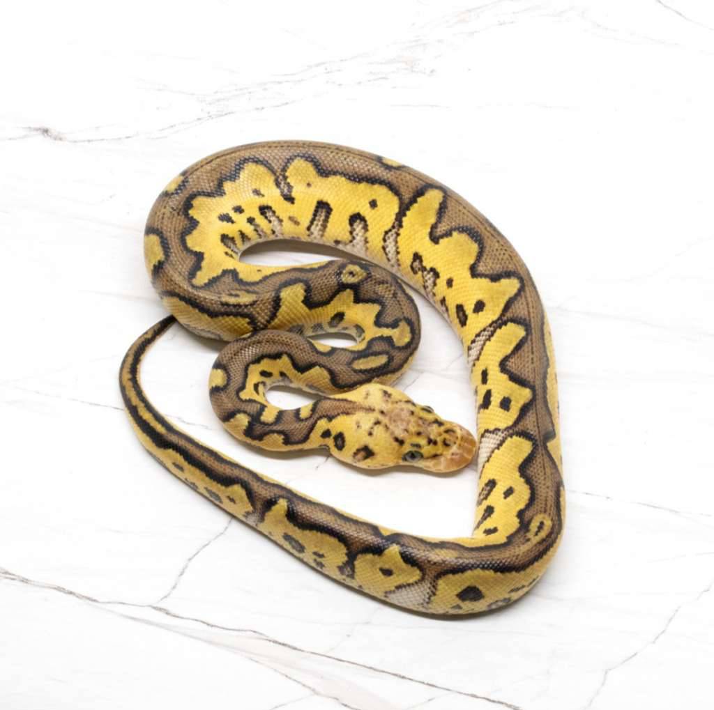 pastel-clown-EBDCBCAECC