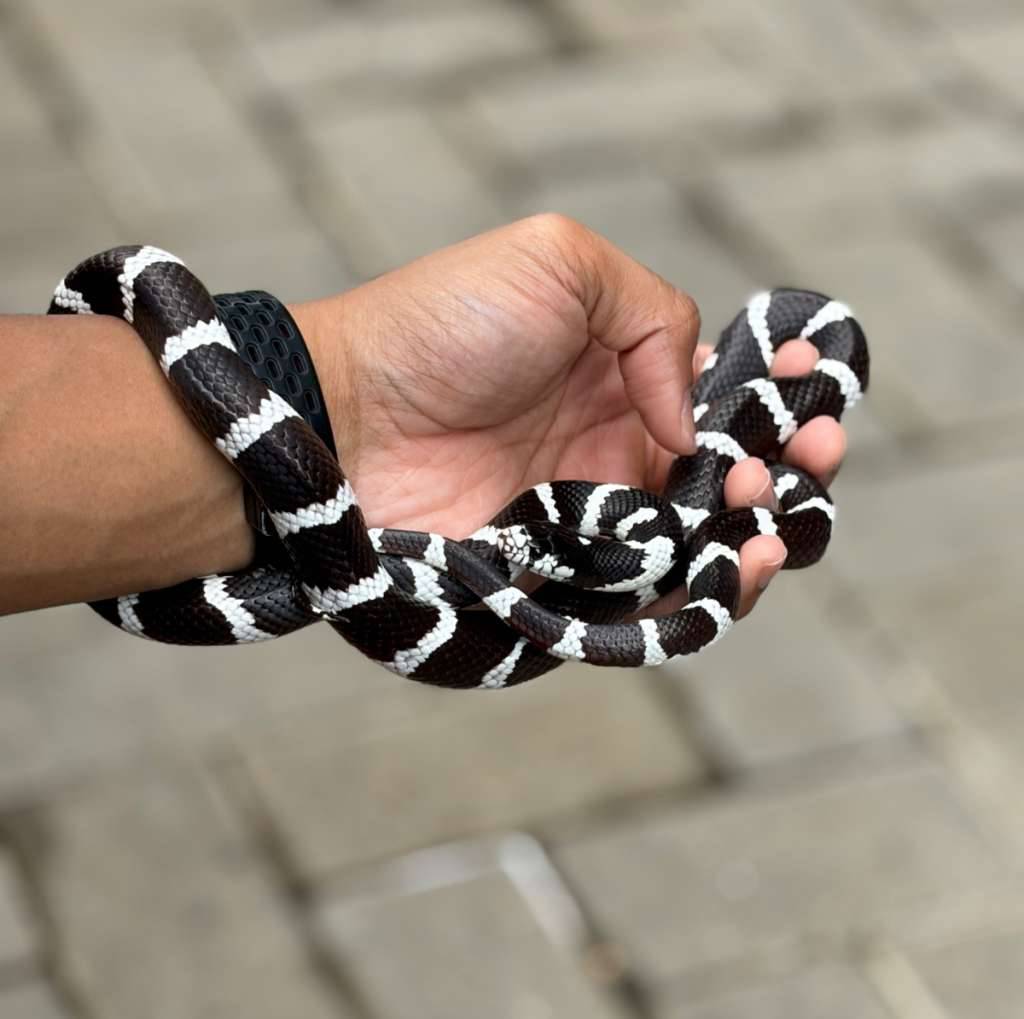 california-kingsnake-Y7LOERUKNZ