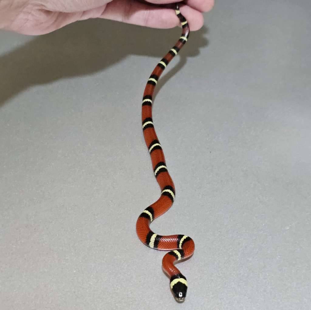 milksnake-nelsoni-het-albino-K1LOGEEJUV