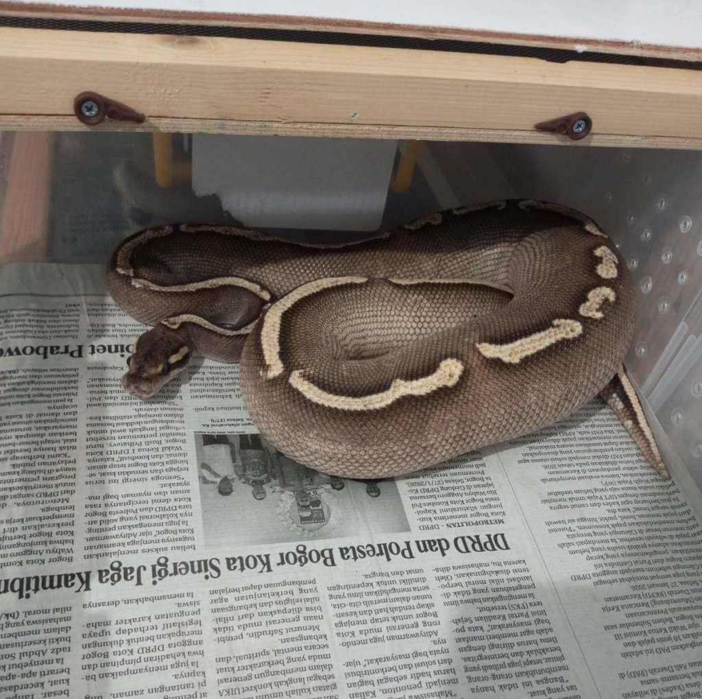 ghi-mojave-male-VJ5WU3N17M