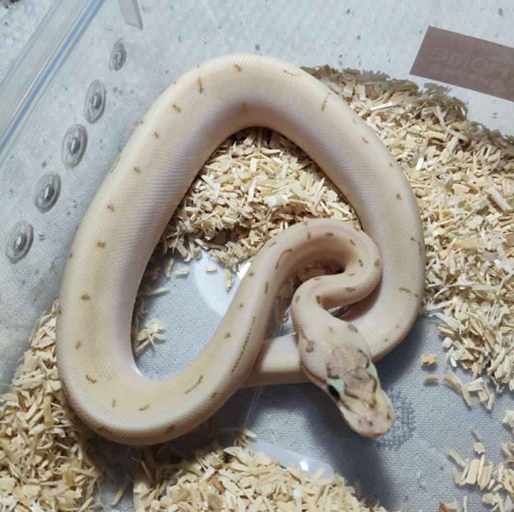 bamboo-spider-pastel-enchi-pinstripe-het-hypo-CB0G95237R