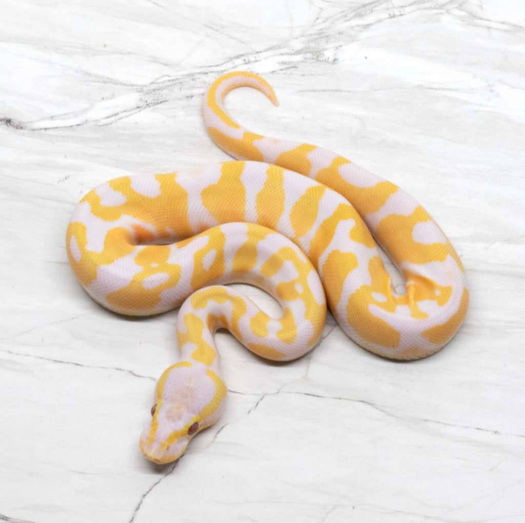 pastel-lavender-66-het-pied-VB27XEJ78C