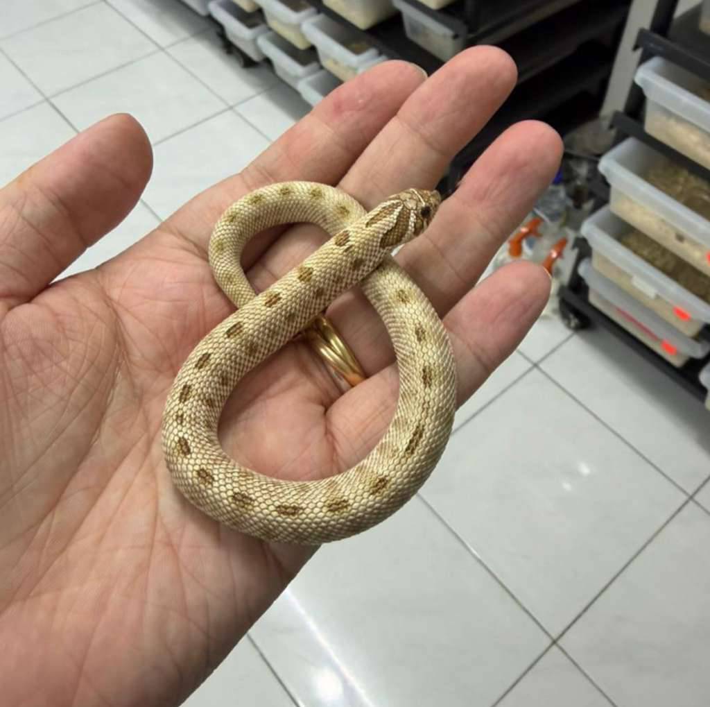 hognose-01-arctic-conda-66--het-lucy-albino-3YBBMLCJJ4