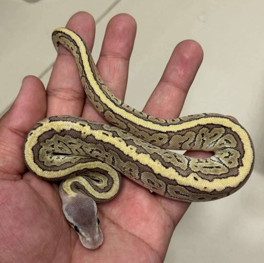 f-mojave-pins-100-het-vpi-axanthic-T0NSJ36NAY