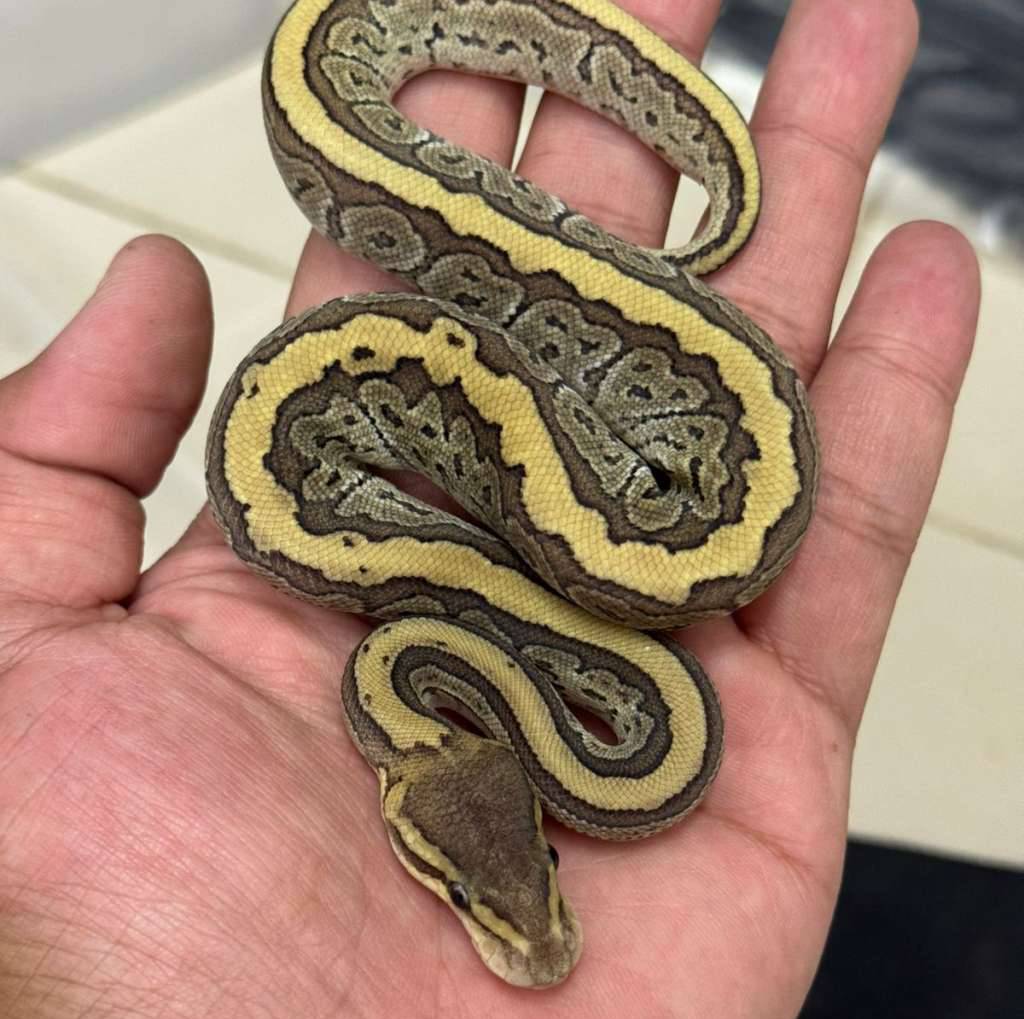 f-mojave-pinstripe-100-het-axanthic-1X0R3XNFJ1