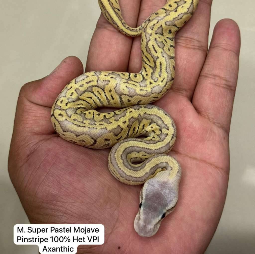 super-pastel-mojave-pinstripe-100-het-axanthic-72XKV6ZP8J