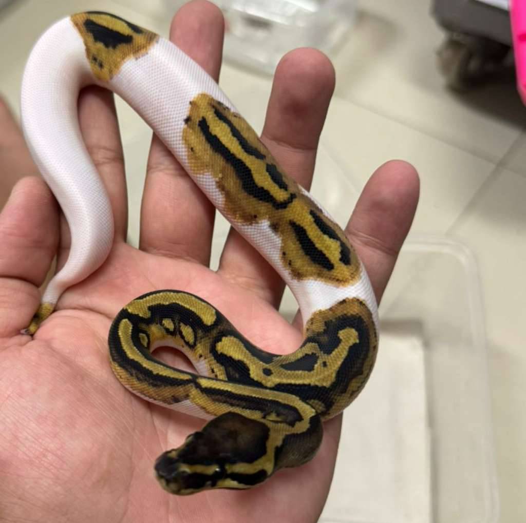 m-pied-het-vpi-axanthic-V21AYS4HKU