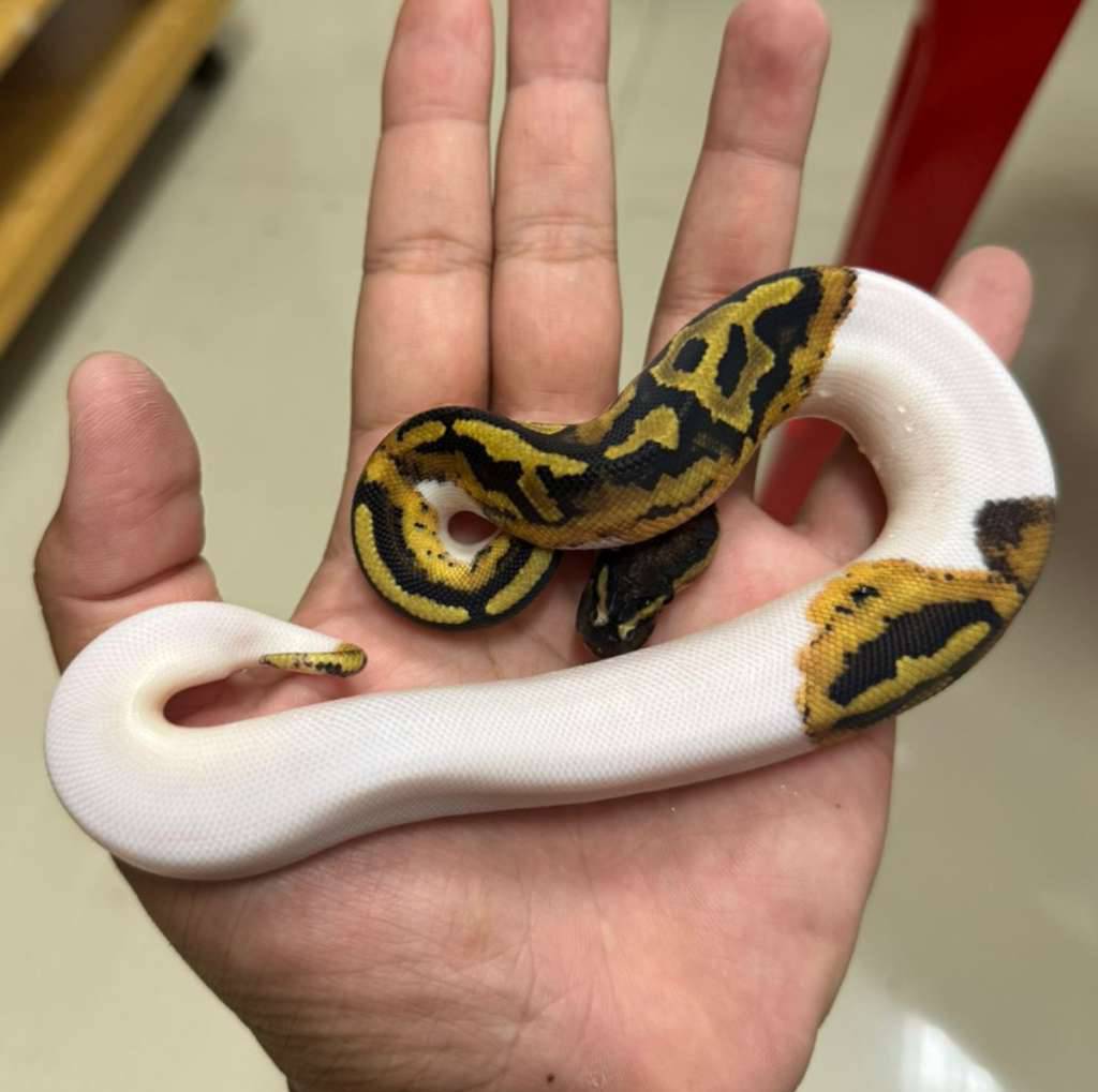 pied-100-het-vpi-axanthic-3VX1ZRQJPI