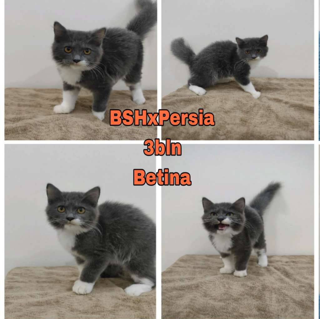 kucing-persia-x-bsh-bicolor-WX07LXH8IT