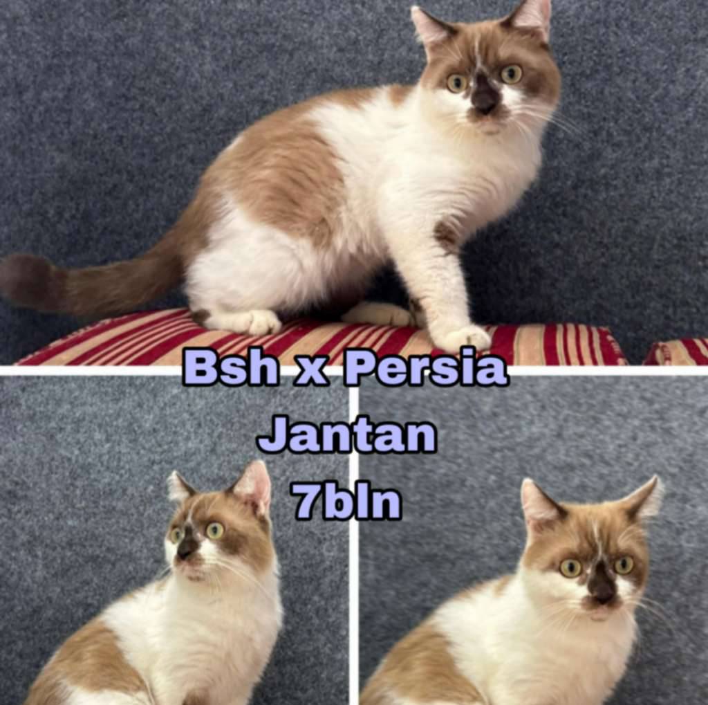 kucing-bsh-mix-cinnamon-HNQ74CNQBP