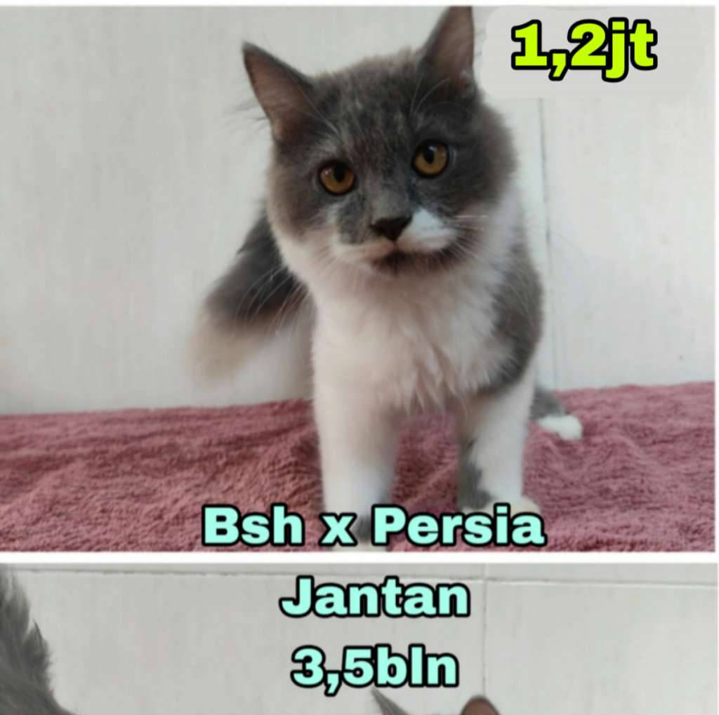 kucing-persia-x-bsh-bicolor-I6WCJJW9TA
