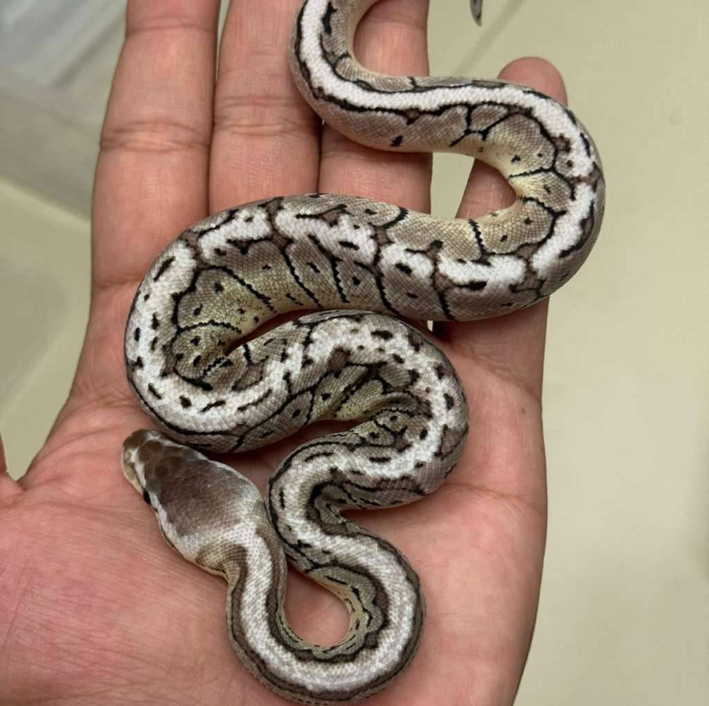 m-lemon-blast-vpi-axanthic-MOKTMJJG3X