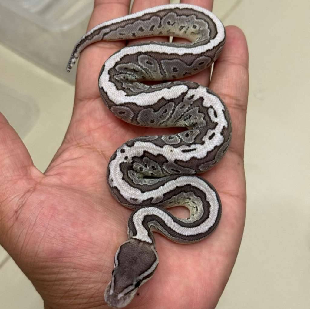 f-mojave-pinstripe-vpi-axanthic-L4OQICGS81