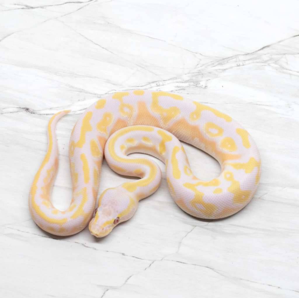 mojave-pastel-lavender-66-het-pied-BYBJ8TB893