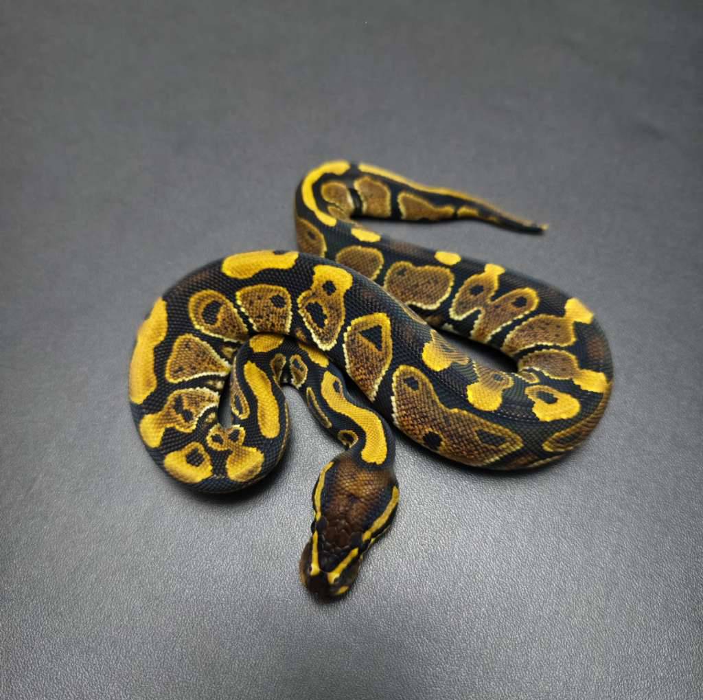 normal-female-L573Z20DF4