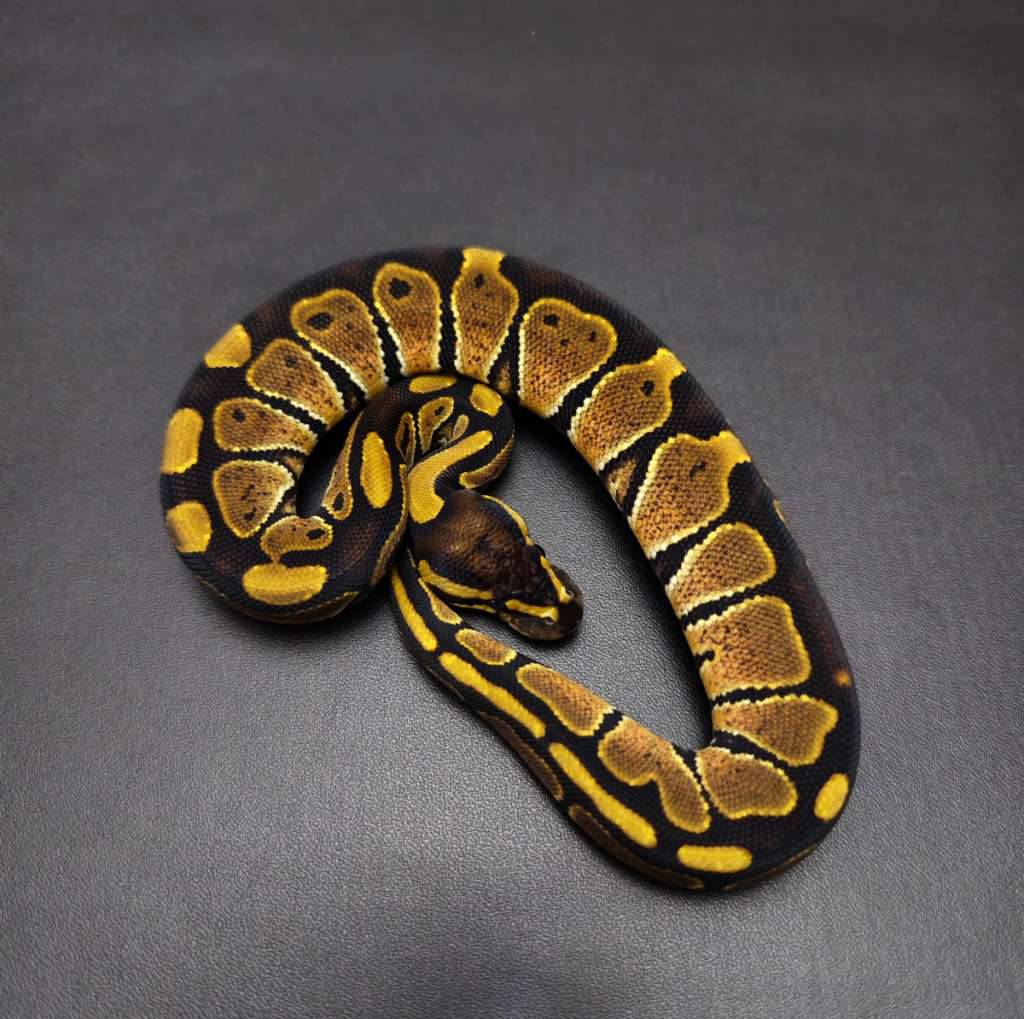 enchi-female-kode-b-PJSDS63Y1M