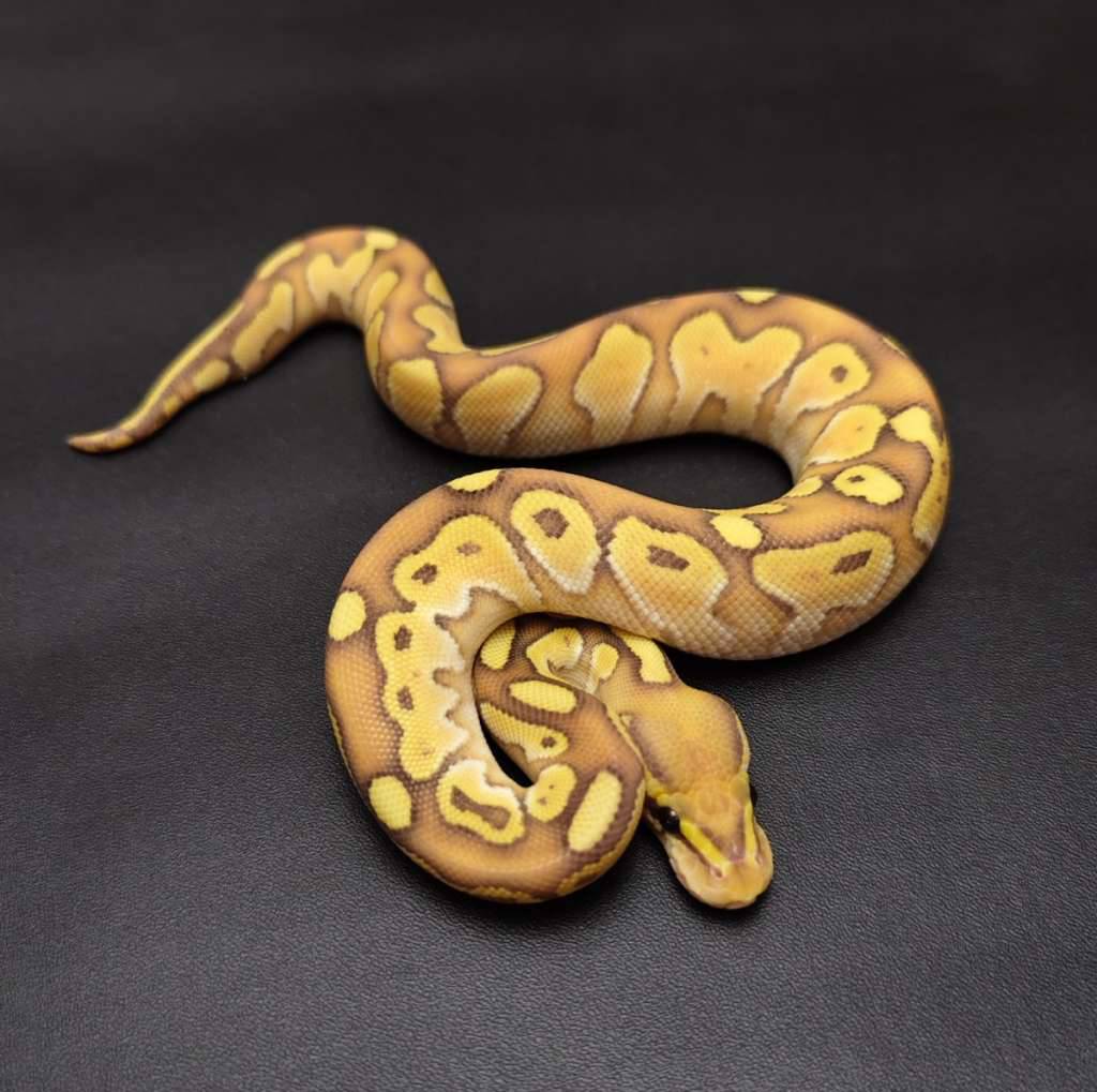 banana-lesser-male-I52HZM4ZDM
