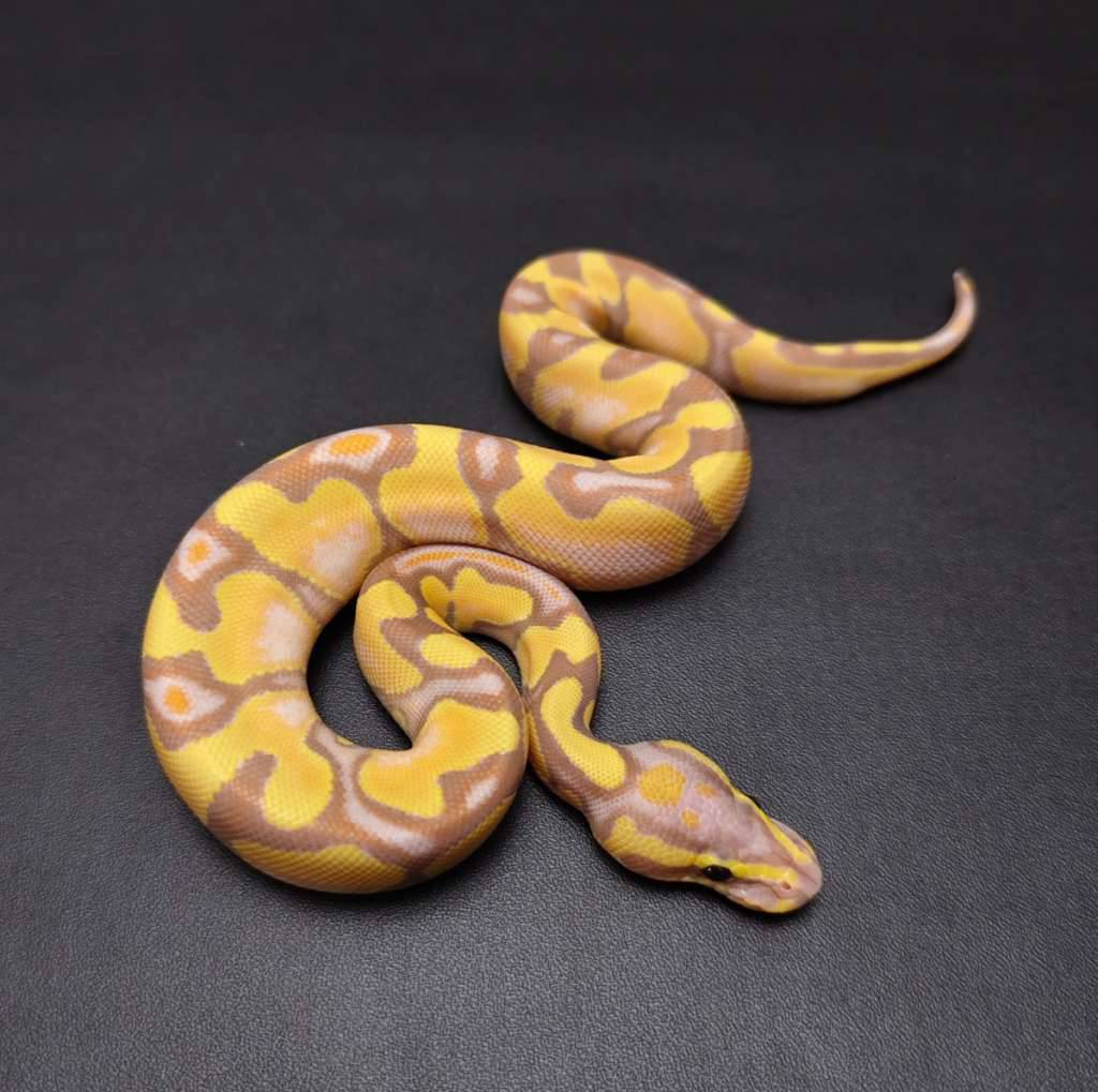 banana-lesser-male-1RNJP1XLYN