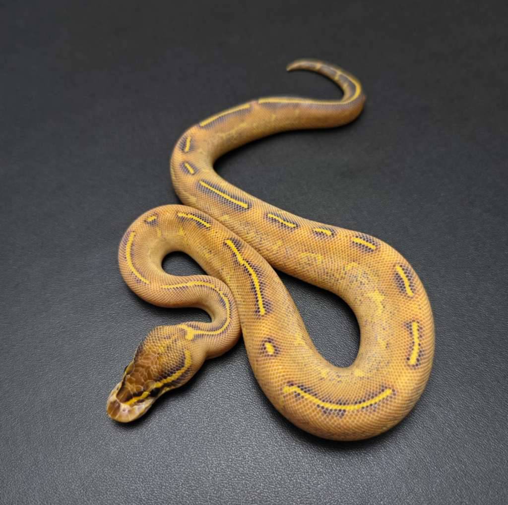 highway-female-kode-a-FW0K8UY3KJ