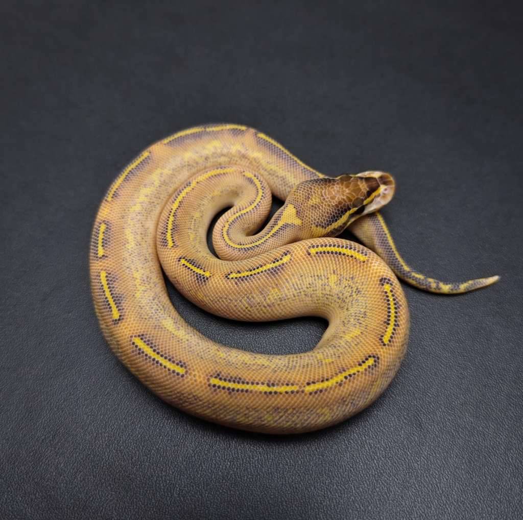 highway-female-kode-b-YQR20QJ9LR