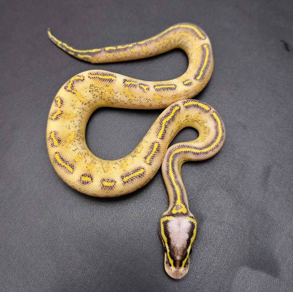 pastel-freeway-male-1L5N9C4Y0X