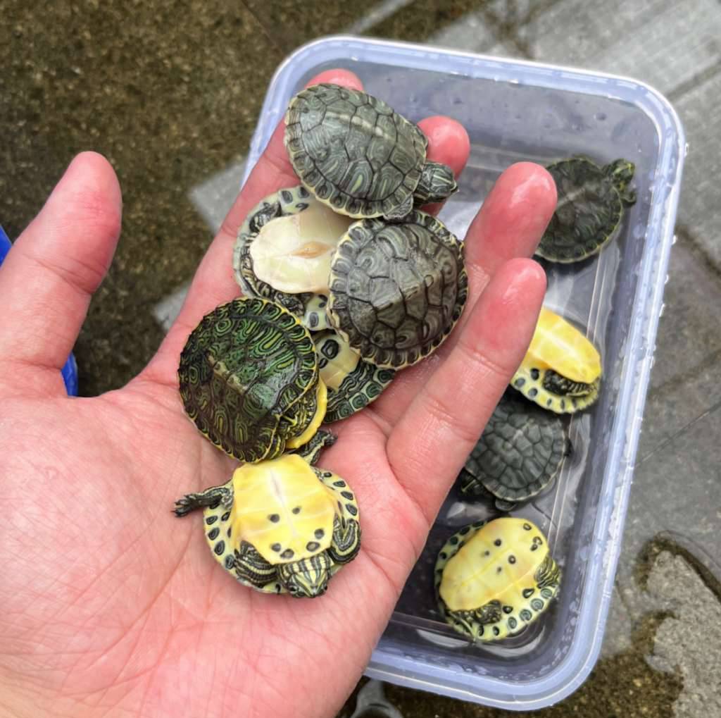 yb-hybrid-JL5EPPVG1N