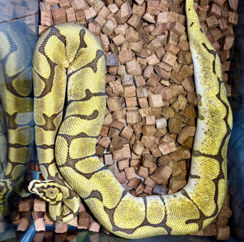 spider-enchi-phantom-female-YIZBIFQMX3