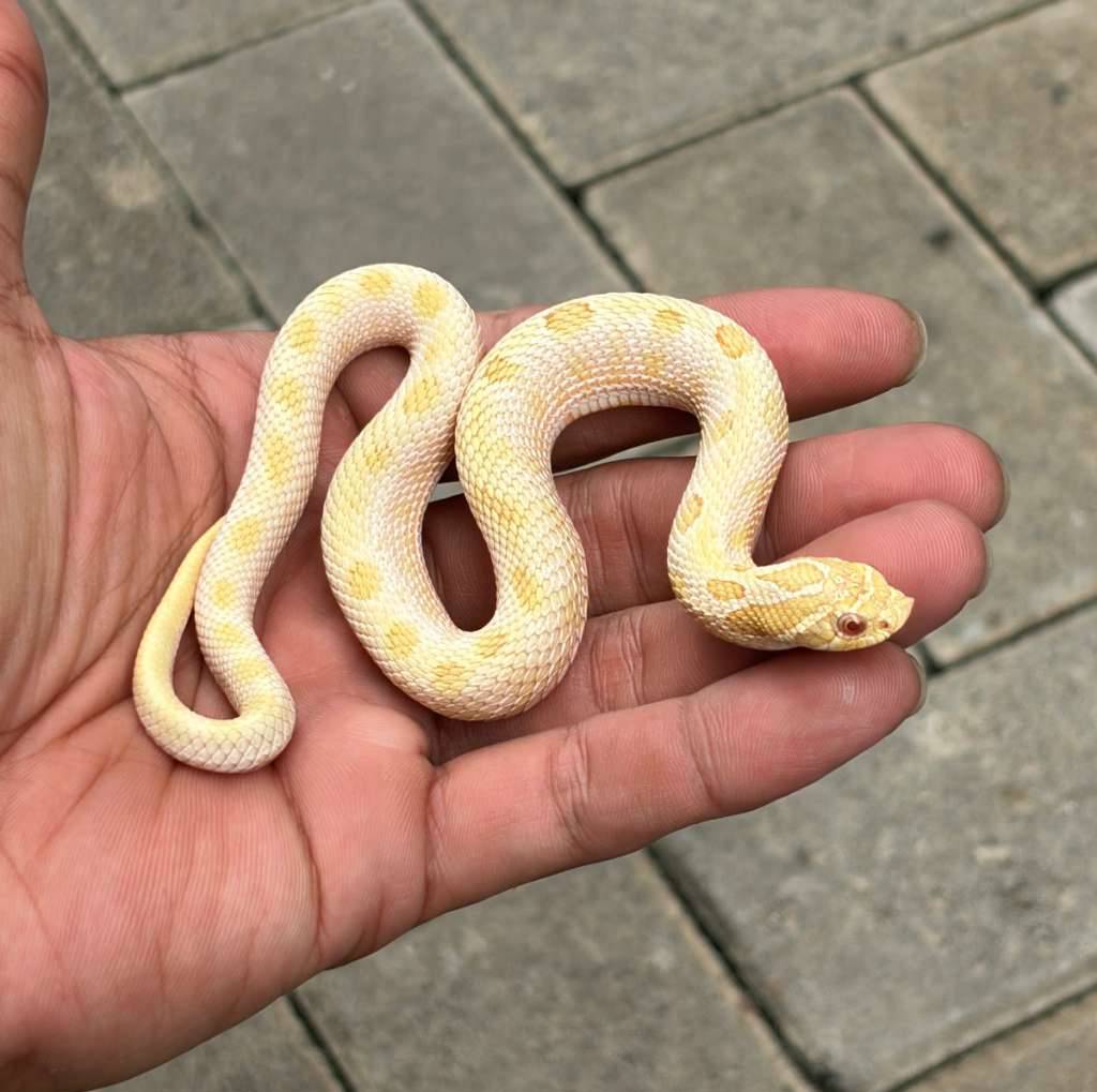 hognose-albino-arctic-conda-NLBIF48DJM