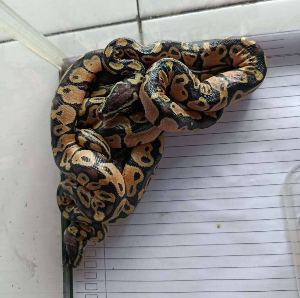 ball-python-pastel-4-ekor-XDGU9TG8CZ